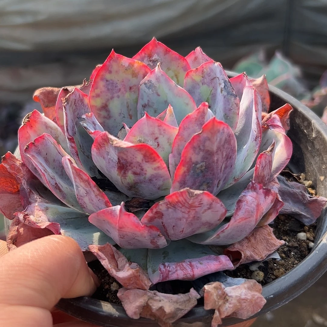 多肉植物蓝光单头