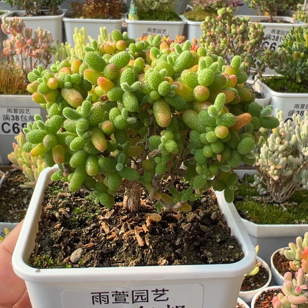 29-721金桔老桩七方盆一物一拍