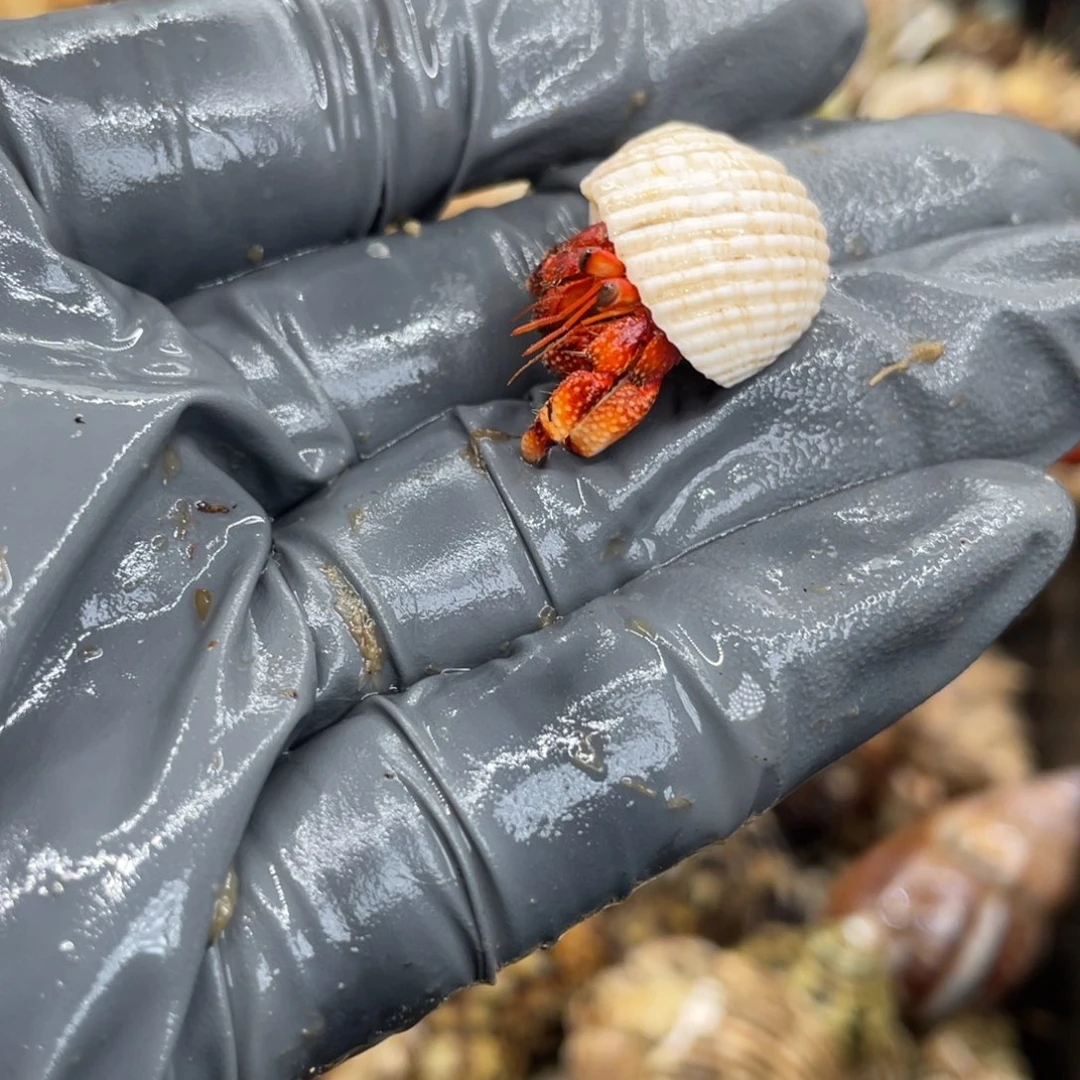 不退不换活体宠物189