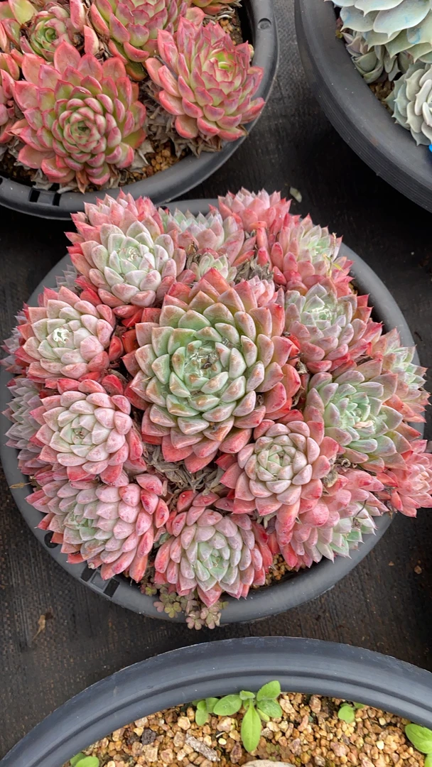 嘉禾多肉量拍（一号链接）