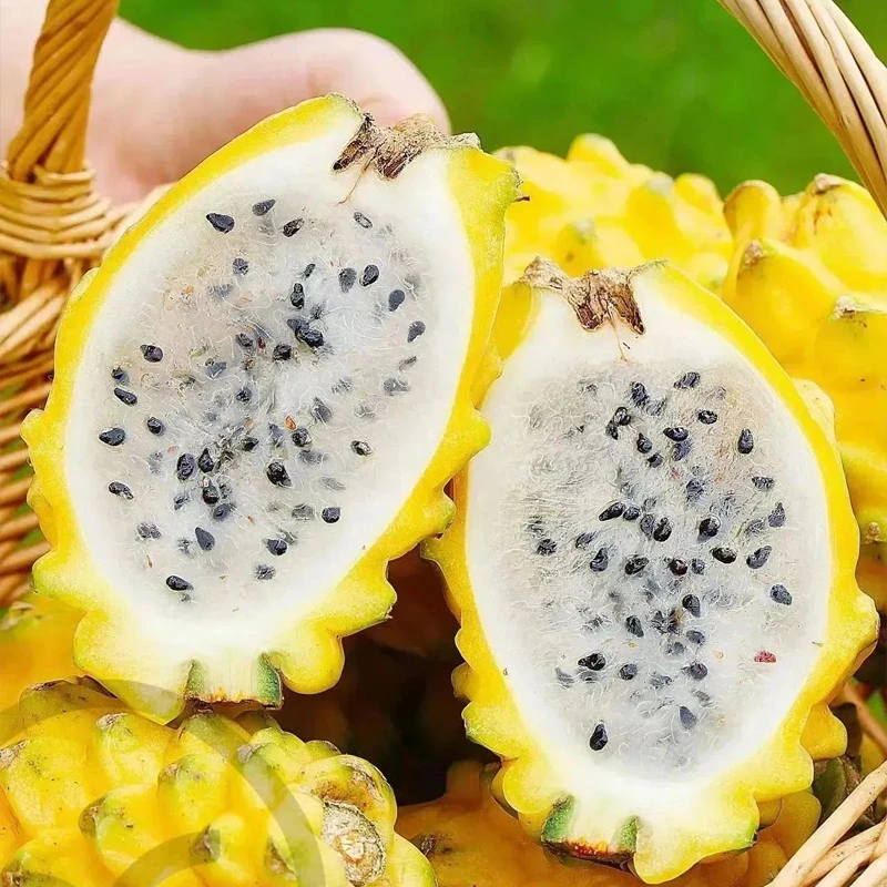 【坏果包赔】正宗黄金燕窝果2斤稀有软糯香甜多仓发货包邮【DB】