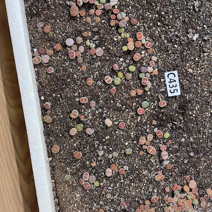 435生石花整框脱土发货不售后