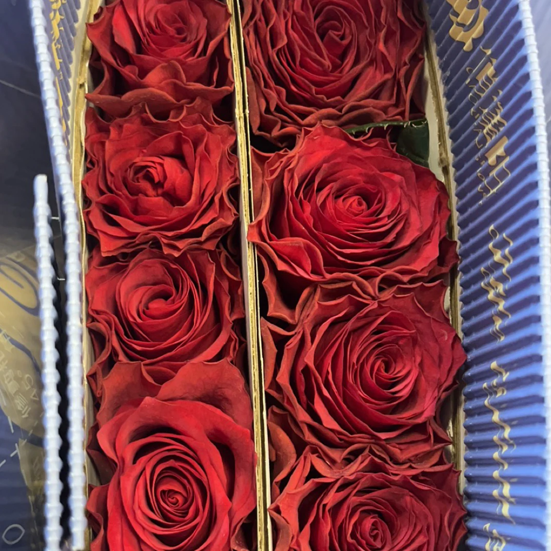 【俏夕阳玫瑰】文图罗索 任拍三单及以上包顺空鲜切花10支家居插花