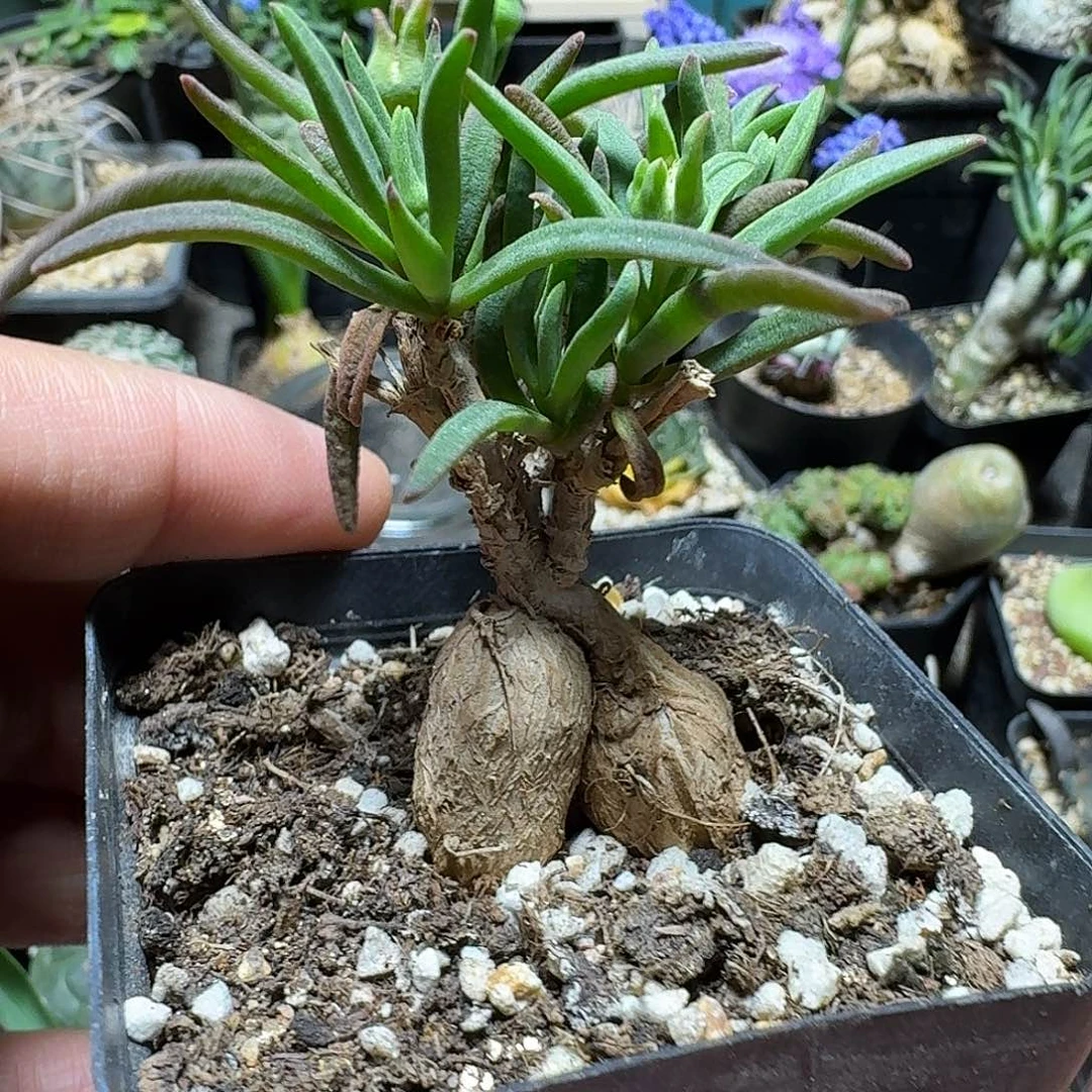 428冰花脱土发货实生