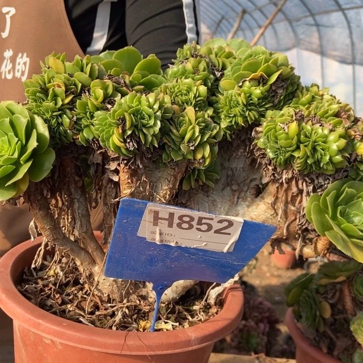 猫***枝H852绿羊绒绿羊绒绿羊绒