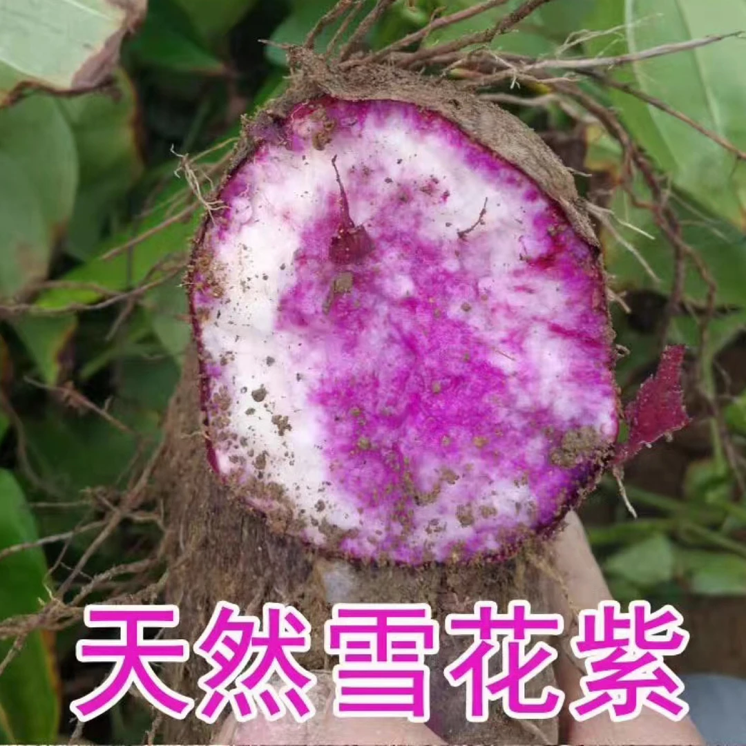 紫大薯，脚板薯。天然食材