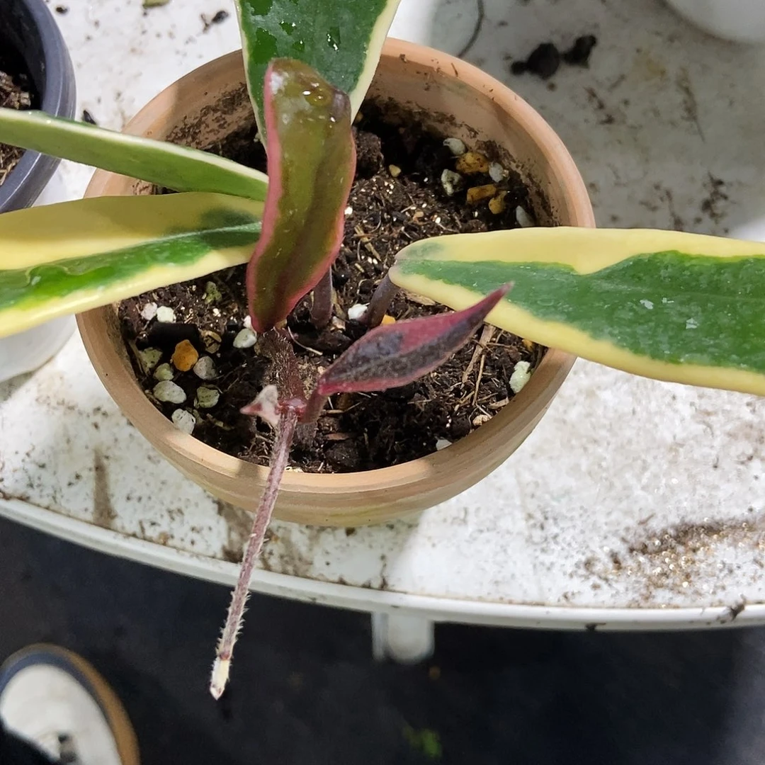 完全开放绯夜女王球兰199