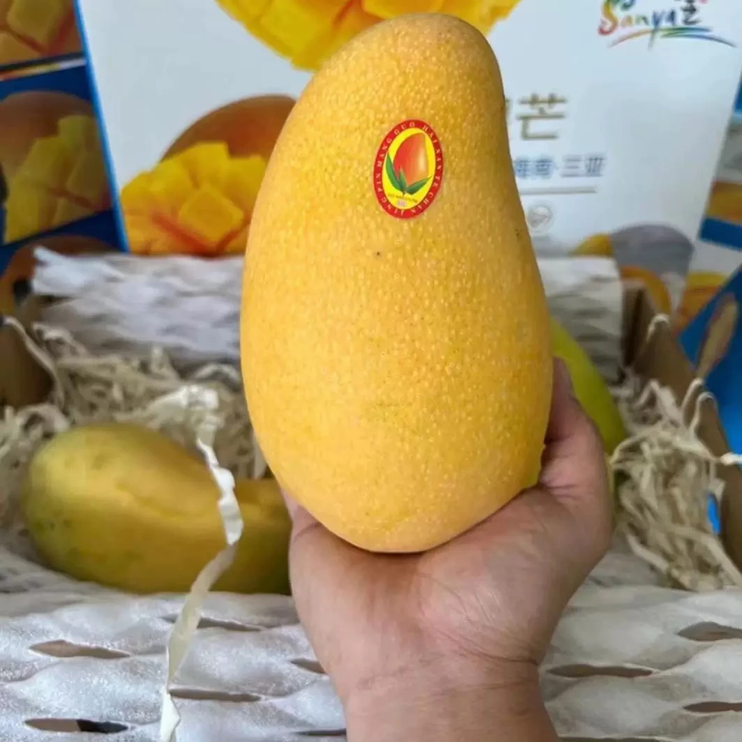 海南金煌芒果8斤新鲜热带水果应当季水仙芒甜心特产整箱顺丰包邮