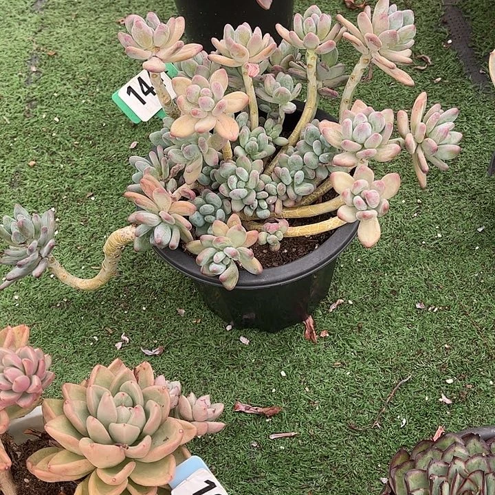 喵*勾苹果奶多肉植物144