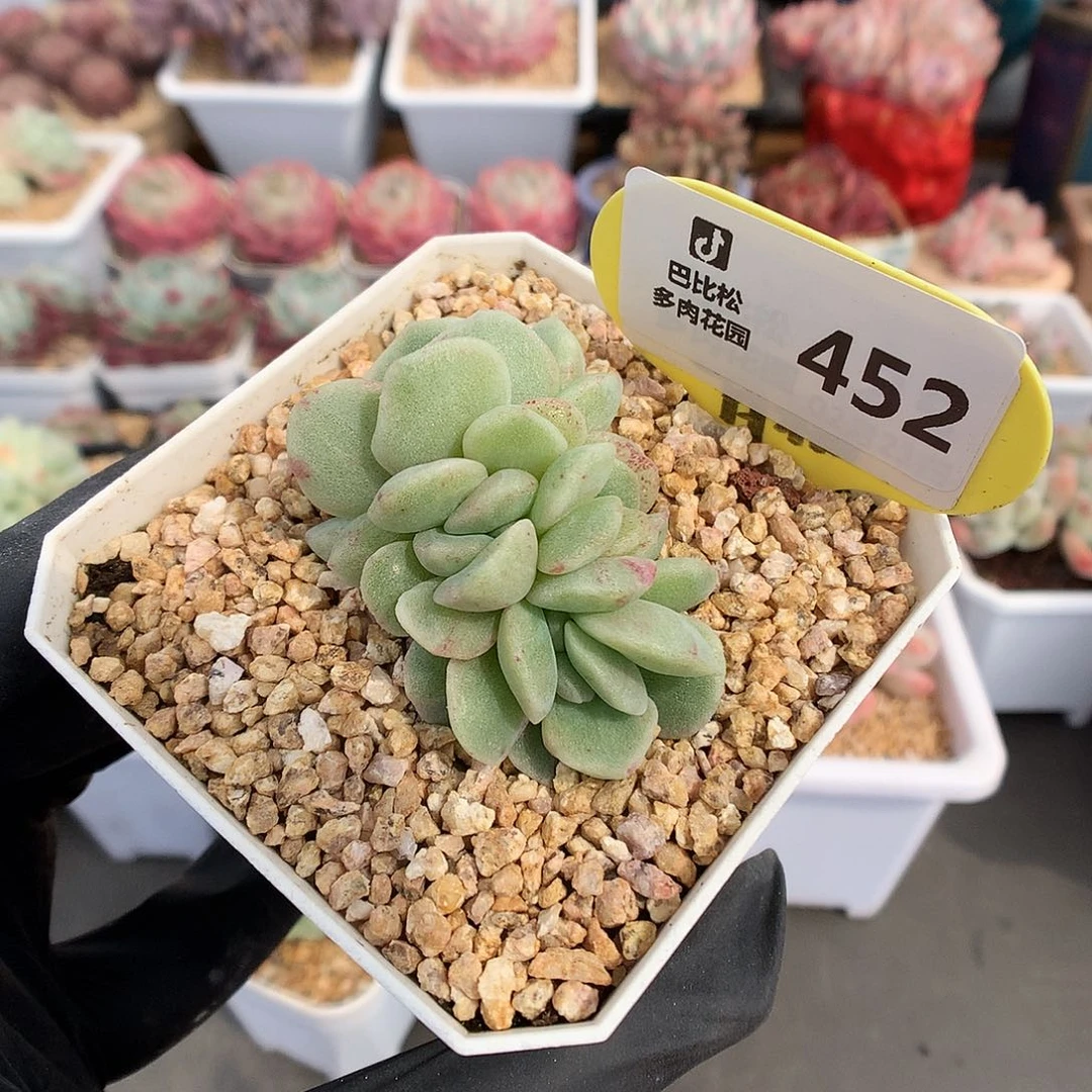 452 冰玉石化多肉