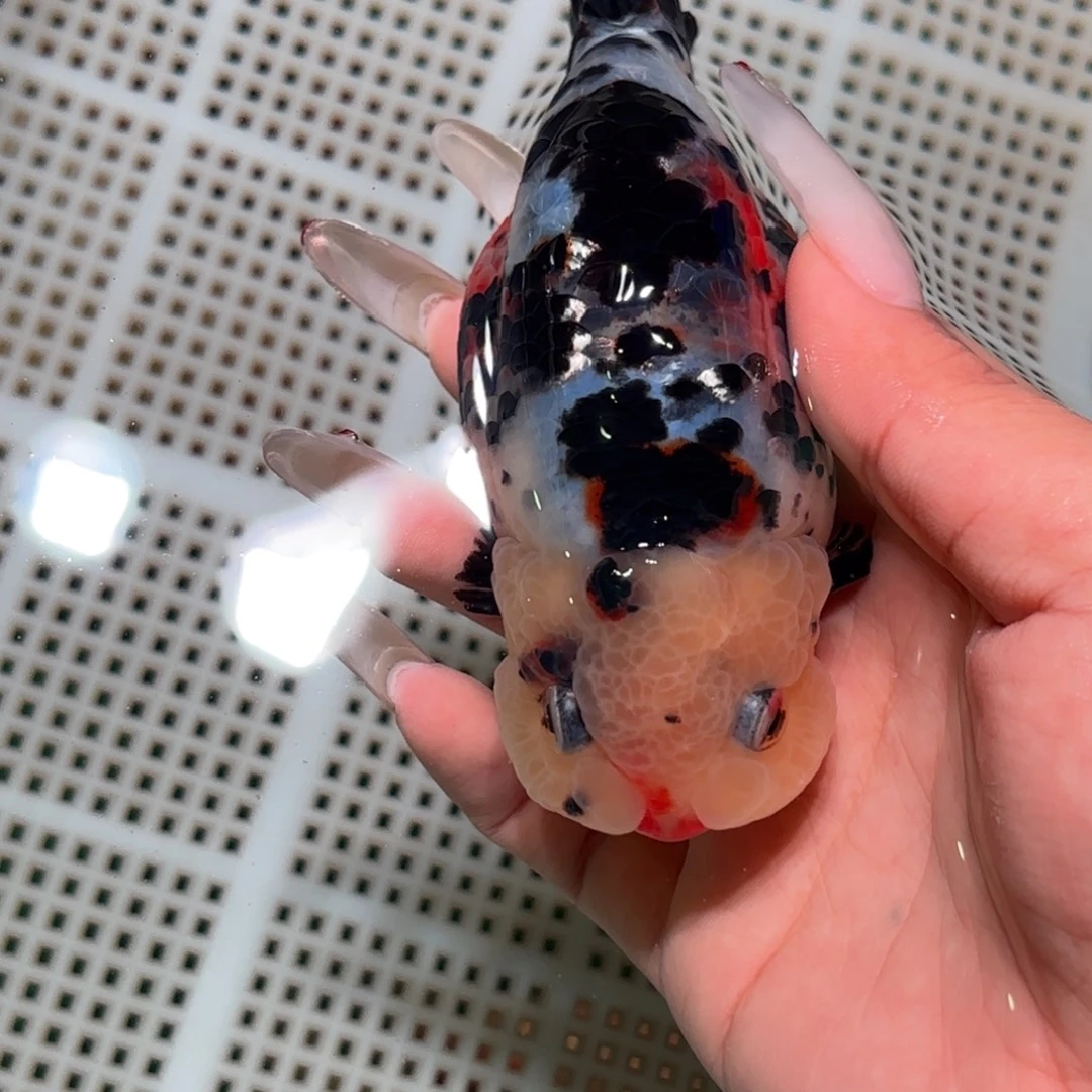 咕***^金鱼拍包装包邮不拍包装运费到付