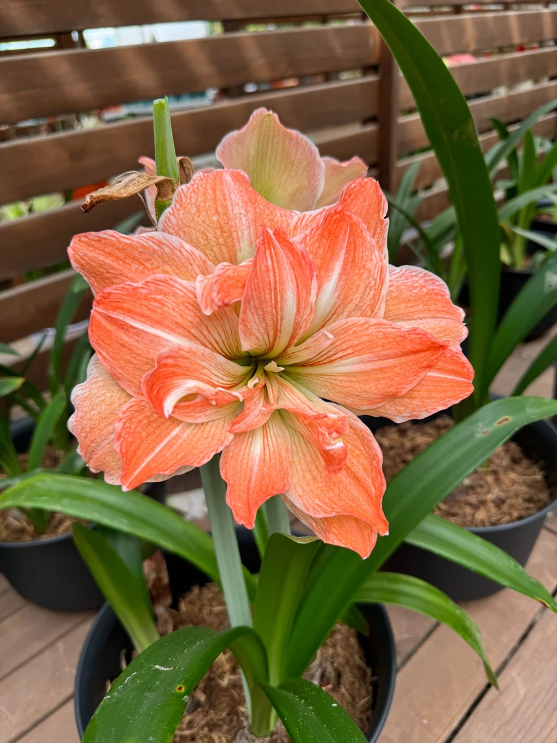 天天朱顶红/异域仙女荷兰进口朱顶红重瓣种球