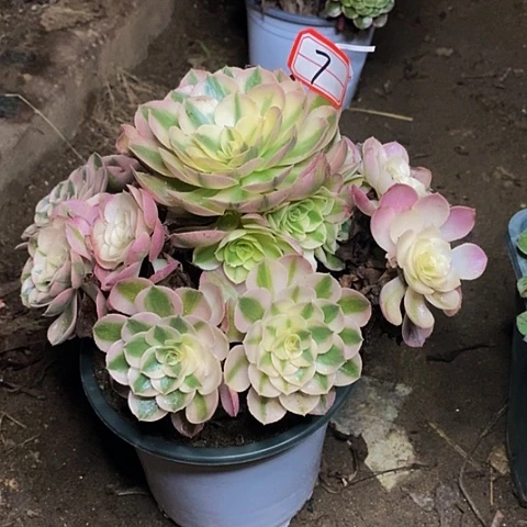 倾城老桩捧花7号链接