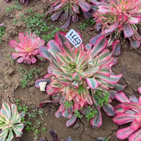 771美杜莎不包断枝