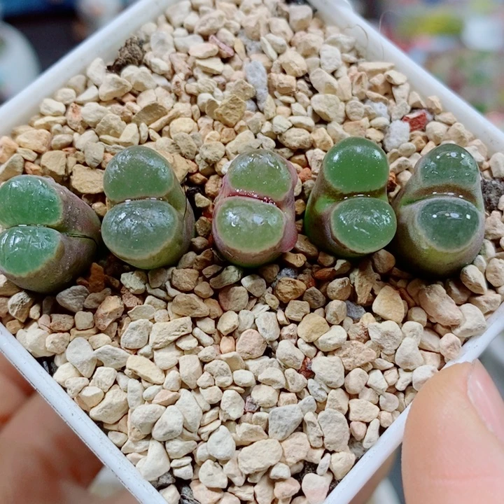 生石花花花花花花花975