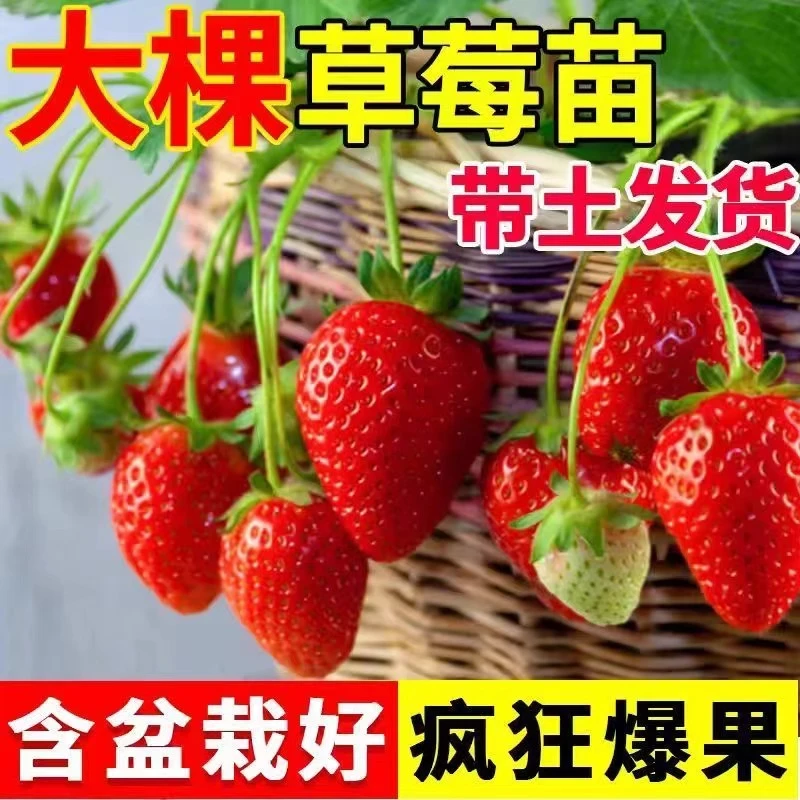 【带花带果】加仑盆南北方阳台楼顶户外奶油红颜宁玉当年结果草莓苗