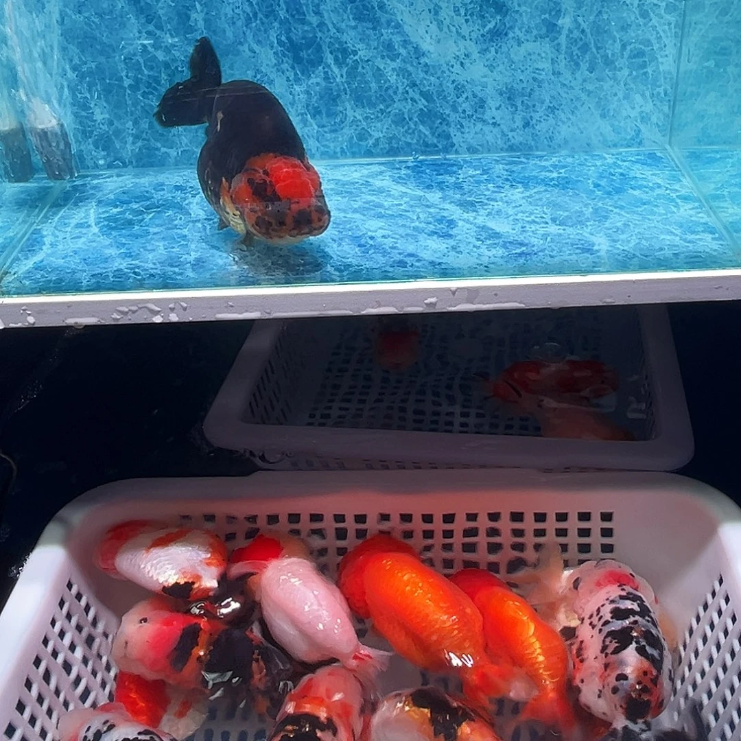 金鱼兰寿黑袍可爱