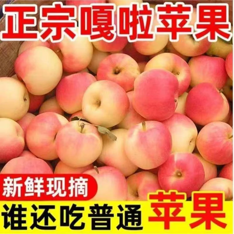 【2025年新果子】新鲜现摘口感脆甜多汁正宗嘎啦苹果现摘y