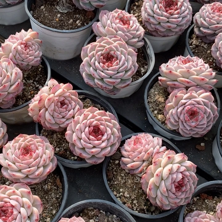 123天鹅绒双头 福利多多