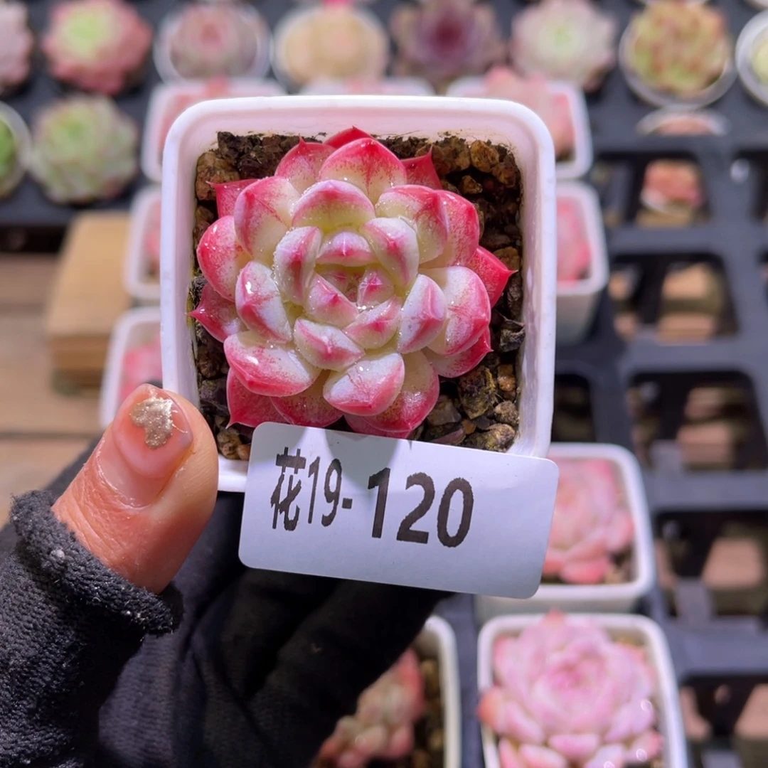 花19-120白桃汽水