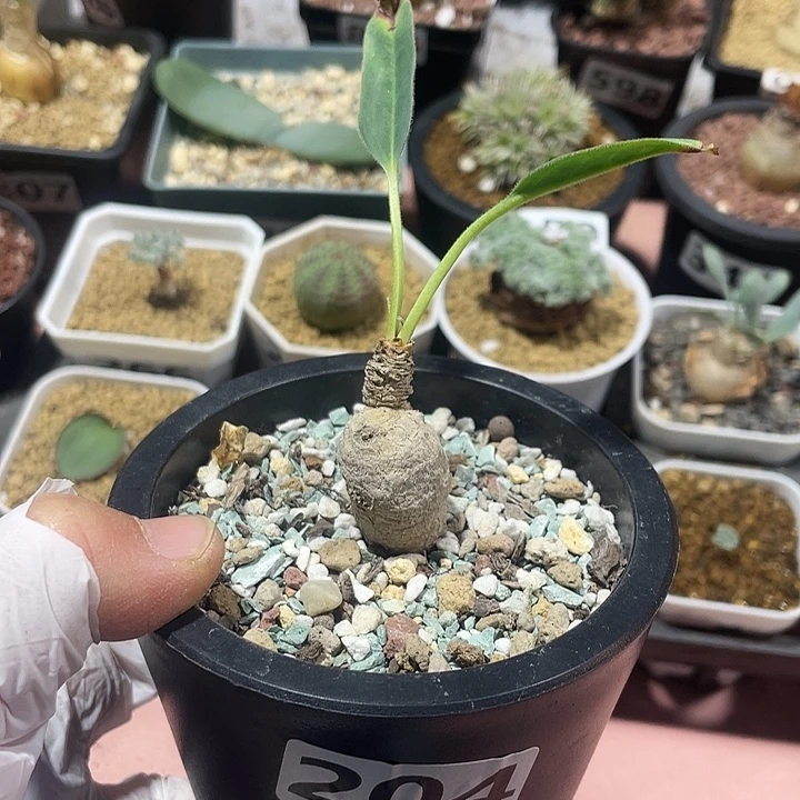 204土拨鼠大戟块根