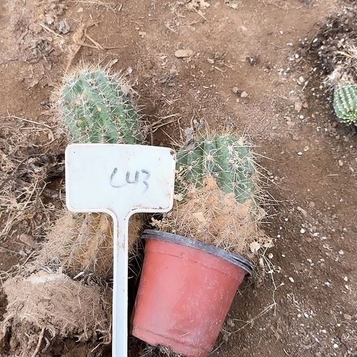 淡***水C43毛花柱东面瑕疵球20个