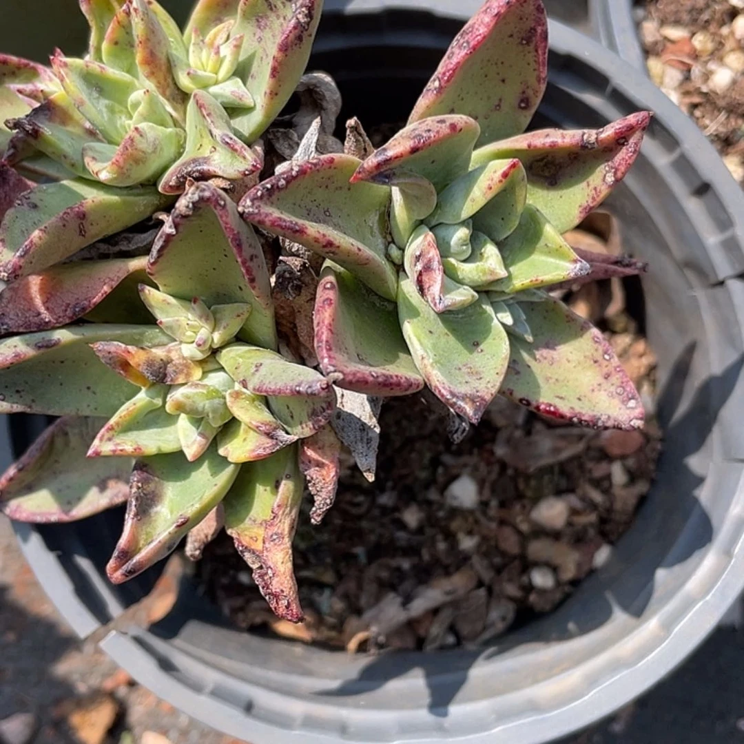 【闪购商品】雍*苹果叶杂交