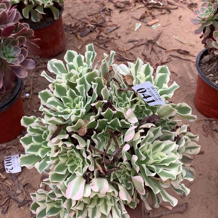 041雨花石绣球东棚