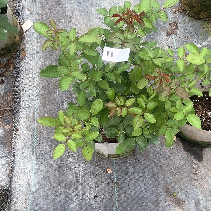 无花朵美丽沙11号