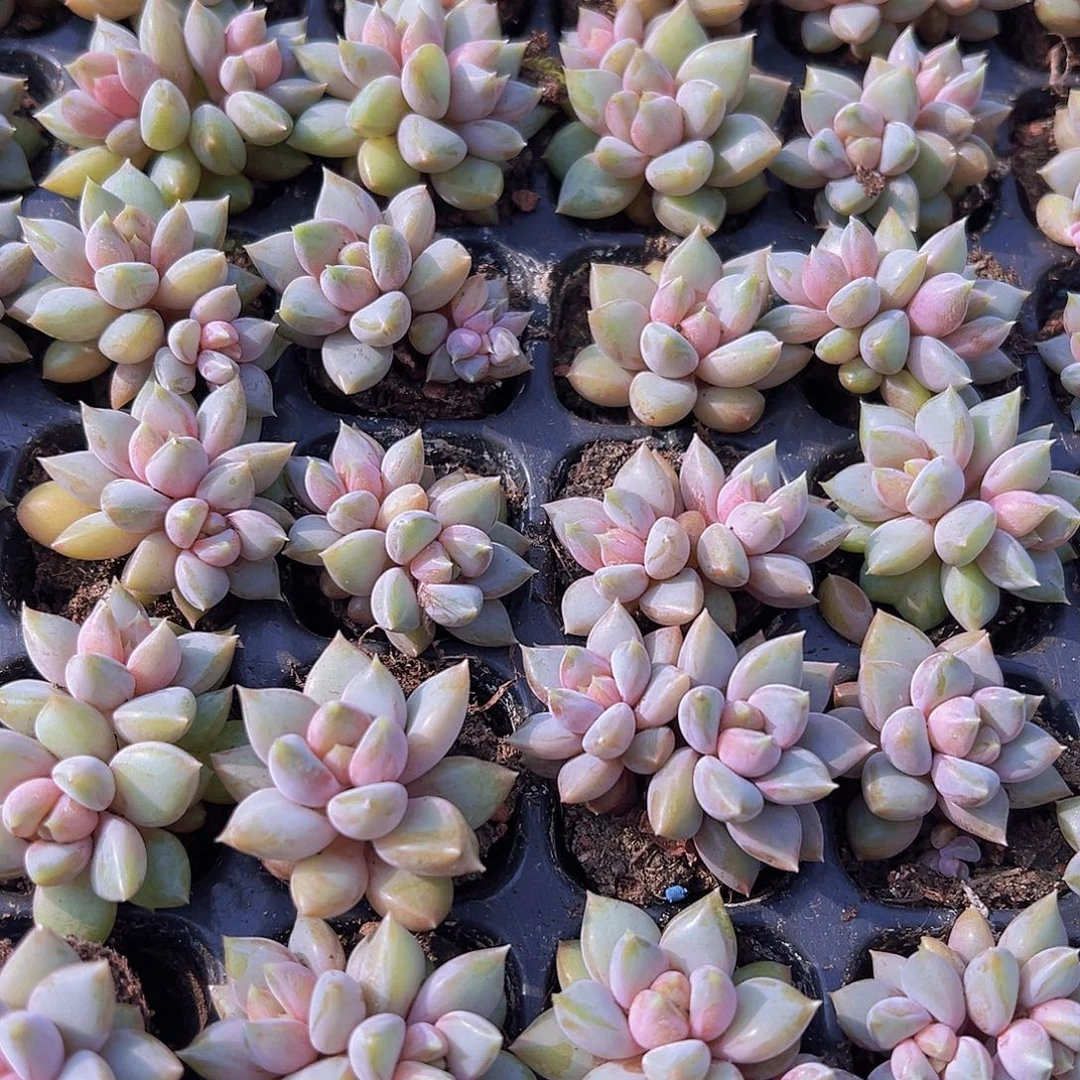 红象牙苗5颗多肉植物