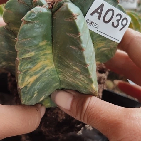 当前无花栽培后可以开花039仙人球