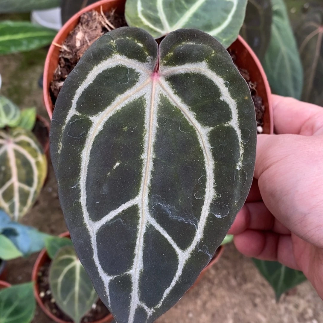 完全开放米歇尔红水晶