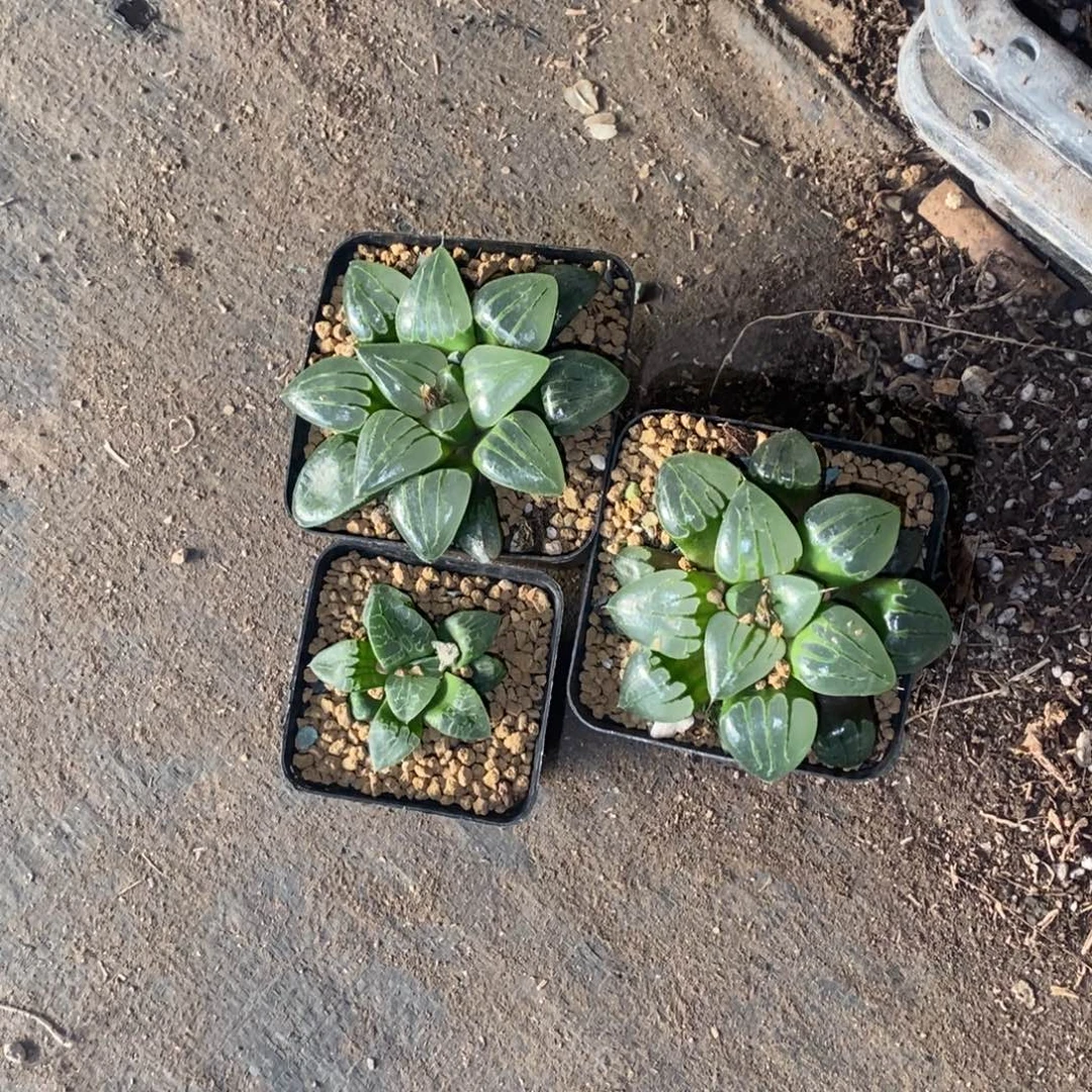 溪***流1702 三颗一起 新粉福利