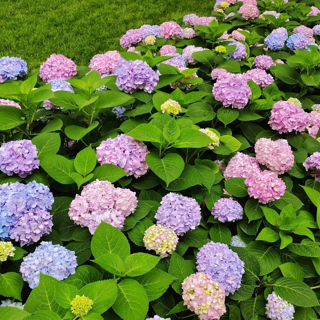 绣球花苗子【拍一发二】盆栽室内外