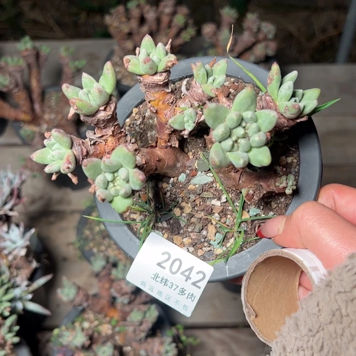 2042哈哈哈哈哈哈哈哈哈