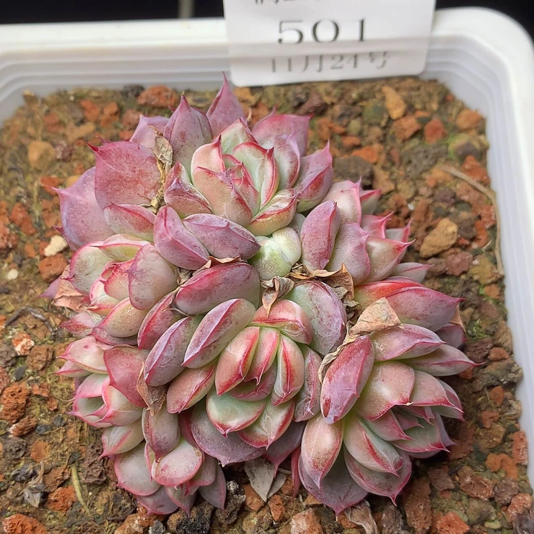 【闪购商品】云501号