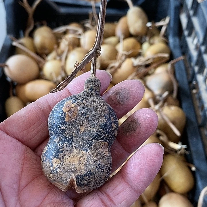 三*vw hs j s sh b s b