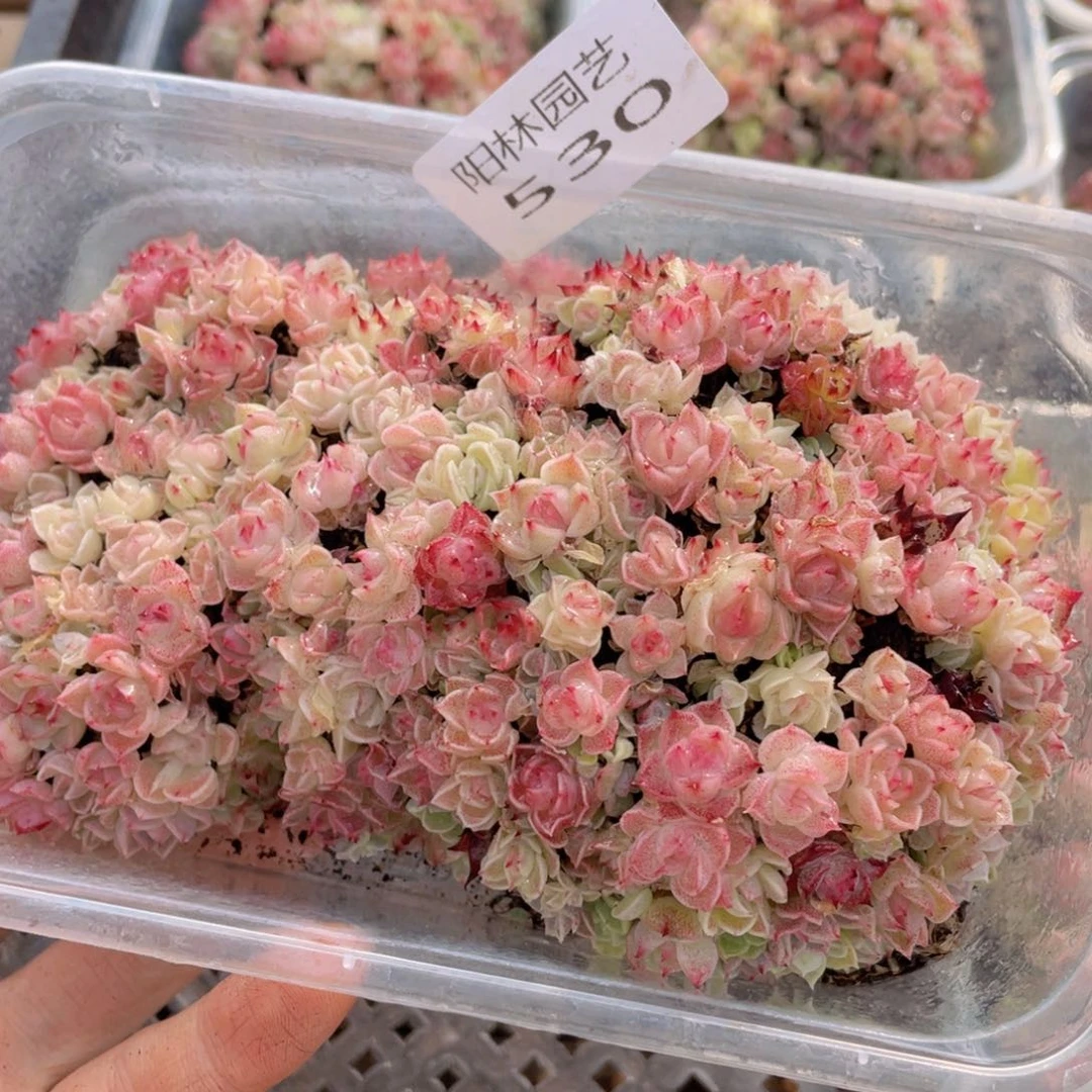 多肉植物多肉植物530