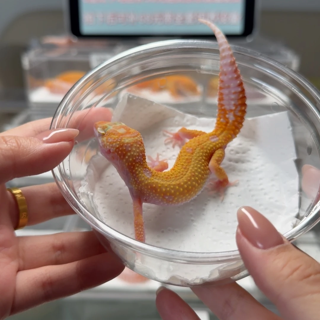 豹纹守宫暴龙妹妹