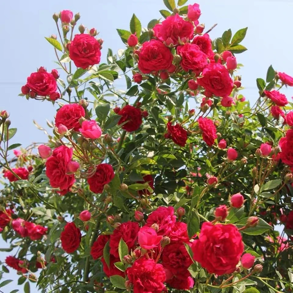 中苗  四季红花爬藤阳台庭院花卉攀援植物