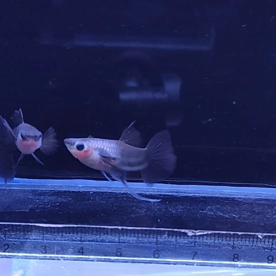 孔雀鱼16蓝礼服玻璃缎带一对