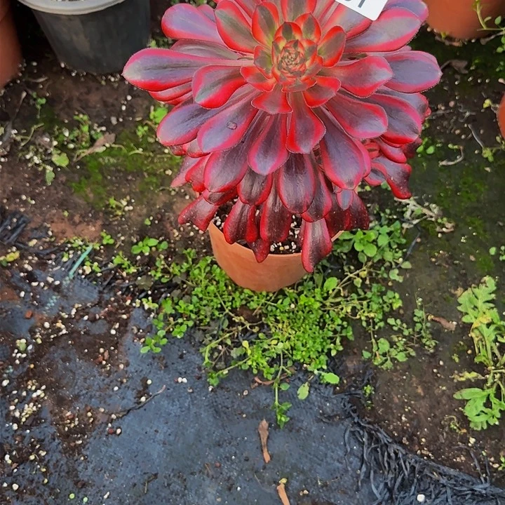 531多肉法师锦1111