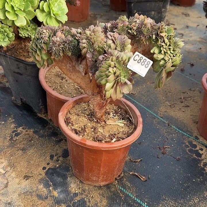 888万缀一颗呀呀呀