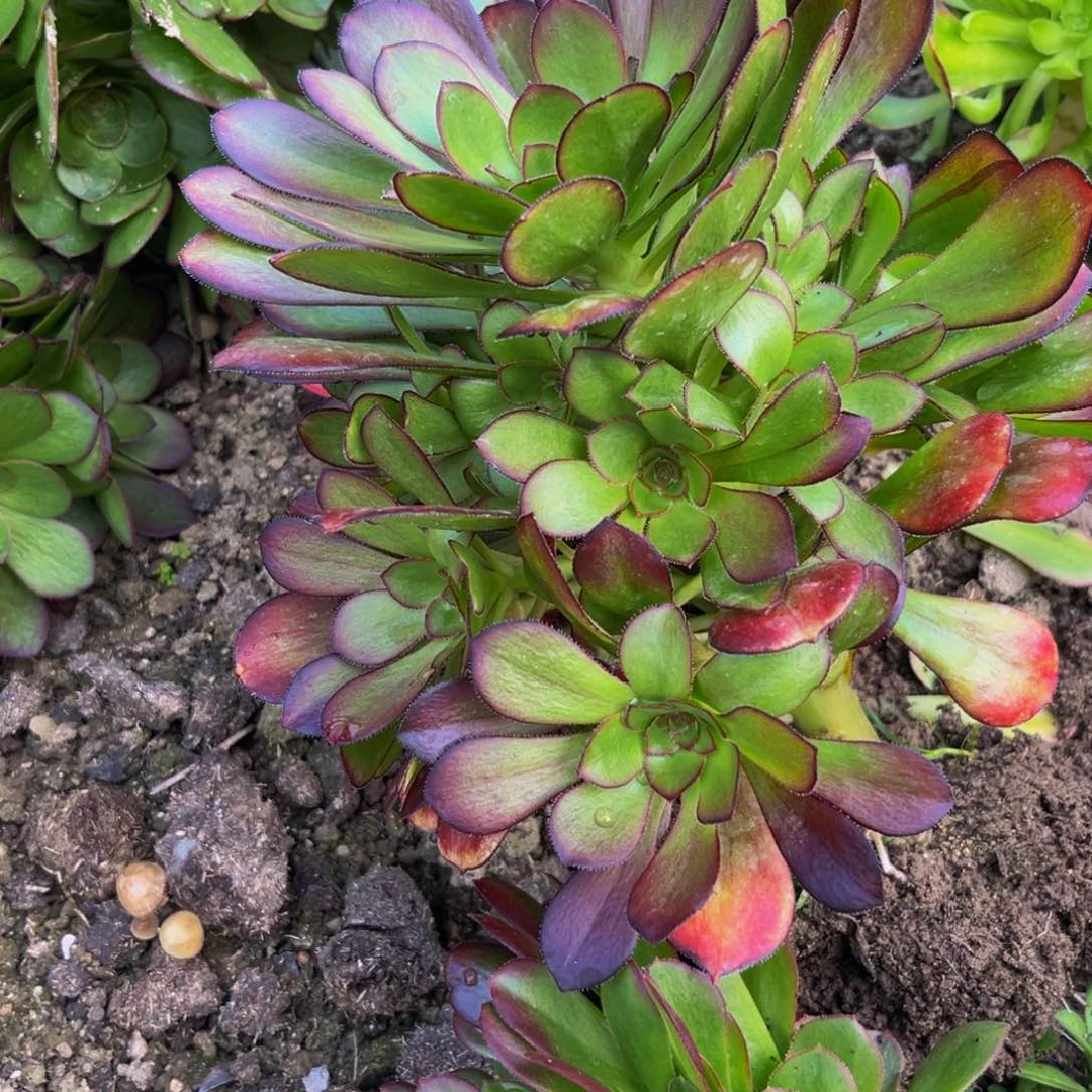 红酒原叶多肉植物捧花