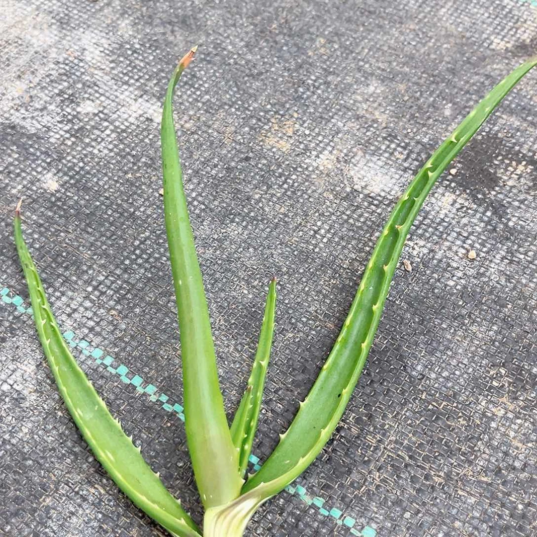 多肉植物凱魔龙芦荟侧呀