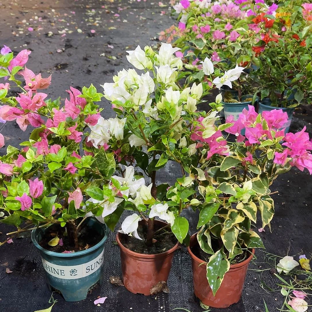 大部分花苞少量开放班叶米罗，白雪，蜡染粉