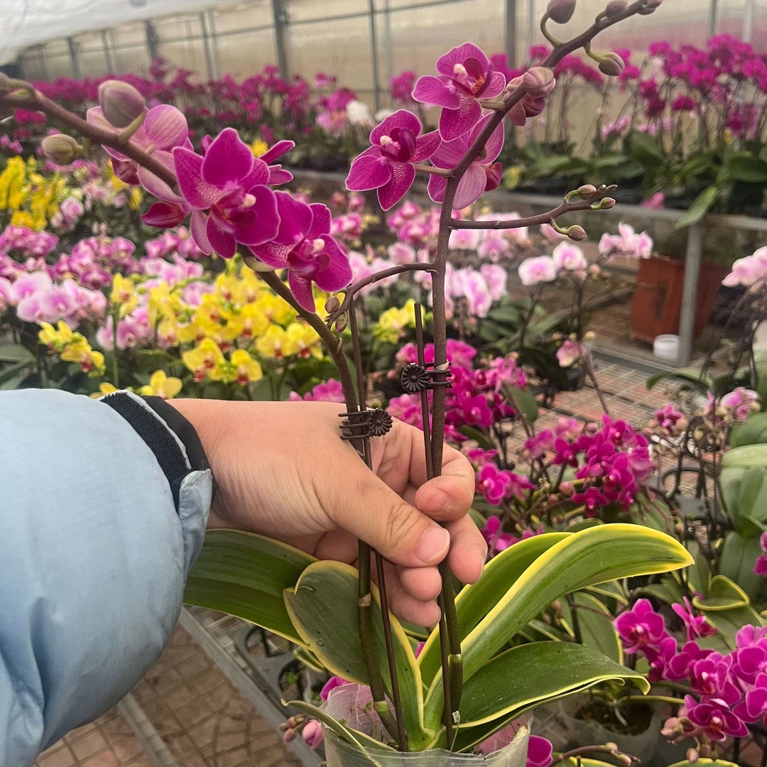 蝴蝶兰 金边咖啡 30寸杯带花带花苞双花剑