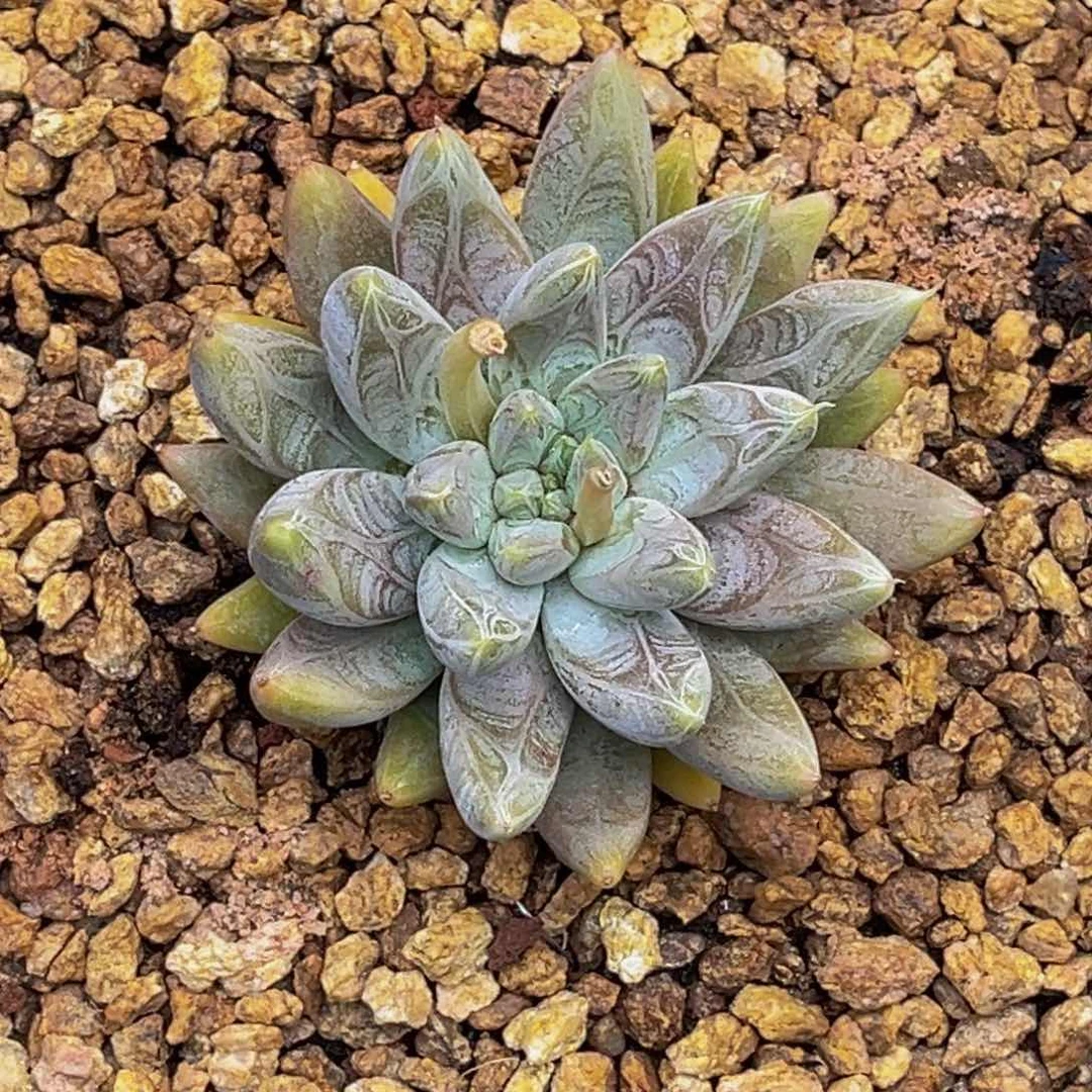 9034号上午多肉植物群生多肉植物