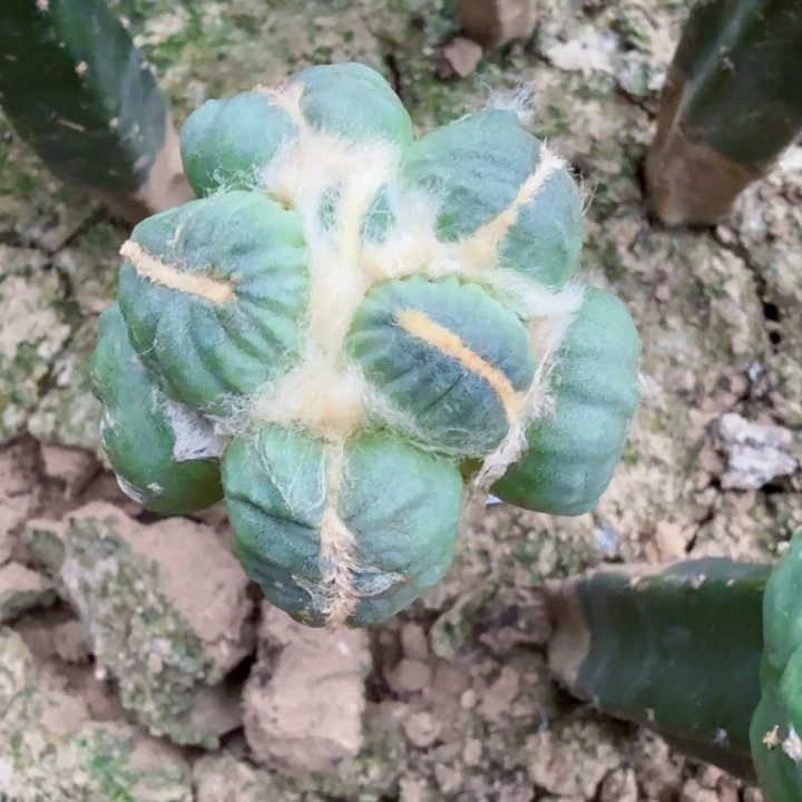 小***椒无花朵684精品蛋怒牡丹五号西