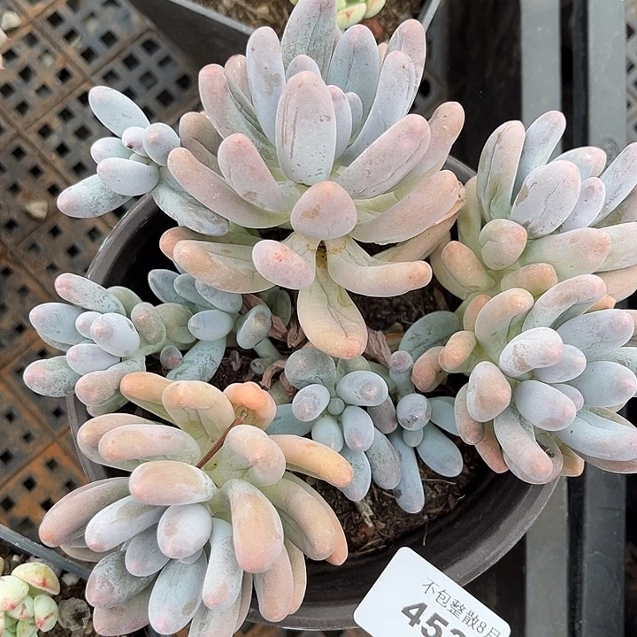 阿雅园艺。      4532汤圆